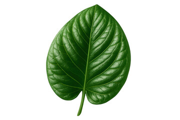 Obraz premium Lush green leaf showing fresh natural texture and vibrant foliage on transparent background, symbolizing growth and ecology