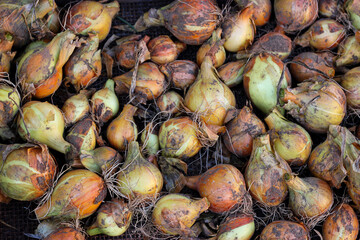 Fresh ripe yellow onions. Freshly dug bulbs of onion. Bulbs of onion. Natural organic background. Summer rural scene. Closeup of fresh onions background