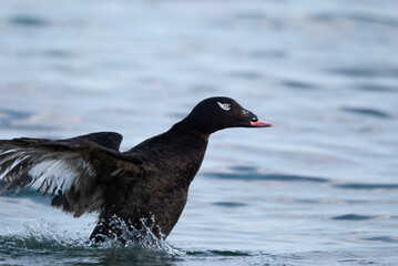 White Wing Scoter flapping after surfacing