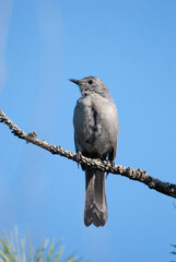 Portrait of a Grey Catbird