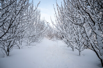 Fototapeta premium Winter forest with trees covered with fresh snow. Beautiful winter landscape.