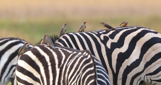 Red-billed oxpeckers feeding on a back of Burchell's zebra in Moremi Game Reserve, Botswana