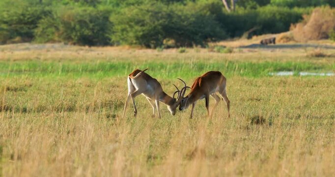 Male Red lechwes fighting on a wetland in Okavango delta in Moremi Game Reserve, Botswana