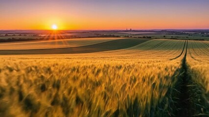 A breathtaking wide-angle landscape captures a vast field of golden grain, likely wheat or barley, shimmering under the warm, radiant light of a picturesque sunset or sunrise. The mature crops gently - Powered by Adobe