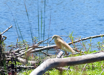 Squacco heron (lat.- Ardeola ralloides) on a pond in the park in Tel Aviv