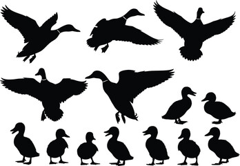 Black duck silhouette collection of flying and walking ducks, wild bird vector illustration set for nature, wildlife, and design projects