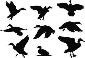 Black duck silhouette collection showing flying and swimming ducks, wild bird vector illustration set for nature, wildlife, and design projects