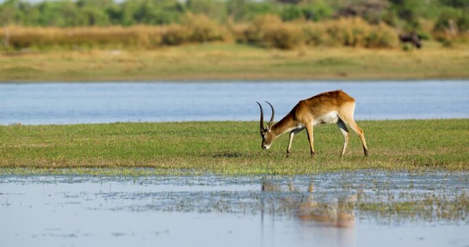 Red lechwe or Southern lechwe feeding on a wetland in Okavango delta in Moremi Game Reserve, Botswana