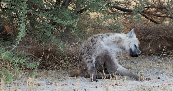 Young Spotted hyenas cub scratching itself on an evening in Moremi Game Reserve in Botswana