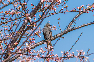 桜の木にとまるヒヨドリ
