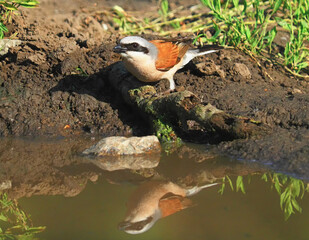 The red backed shrike male bird on the ground to drink water, Lanius collurio