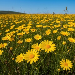 Fototapeta premium Bright yellow daisies bloom profusely in a vast, sunny summer wildflower meadow in the western highlands under a clear blue sky, bright, texture, sunny