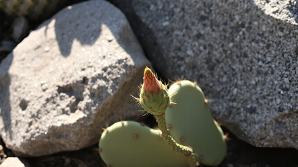 Prickly pear cactus pads beside a speckled granite rock with a new bud lit by warm afternoon sunlight