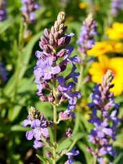 image of beautiful south american sage(salvia guaranitica) flower during summertime
