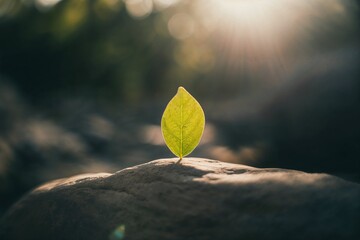 Leaf on a rock in sunlight