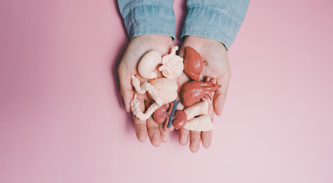 Top view hands holding multiple organ models, health anatomy education, medical learning support, organ structure awareness, biology teaching aid, human body understanding concept - Powered by Adobe