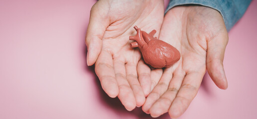 Hands displaying realistic heart model, heart health awareness, medical anatomy support, cardiovascular learning aid, prevention education, wellness understanding concept