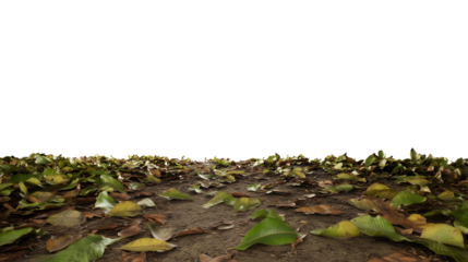 Dense forest floor with layered greens and browns under a clear sky