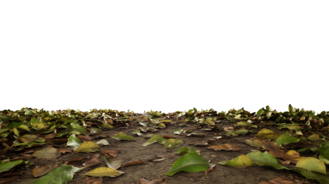 Dense forest floor with layered greens and browns under a clear sky