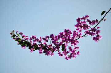 Branch with Bougainvillea flowers