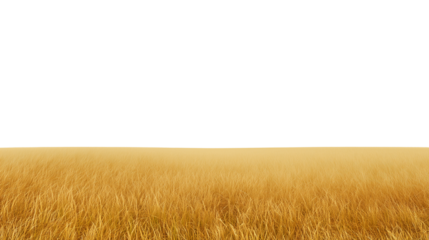 Golden wheat field in a serene landscape with a clear sky and transparent background
