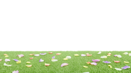 Close-up of lush grassy field with scattered rose petals on transparent background
