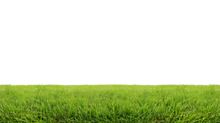 Wide grassy field with vibrant green grass under bright daylight, transparent background
