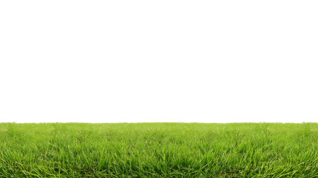 Wide grassy field with vibrant green grass under bright daylight, transparent background