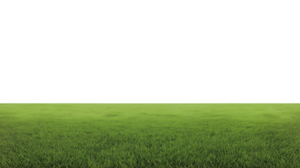 Wide grassy field with vibrant green blades and a distant horizon under a bright, cloudless sky