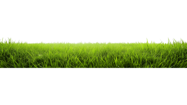 Expansive field of vibrant green grass under natural daylight with a subtle horizon line
