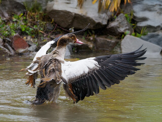 Nilgans