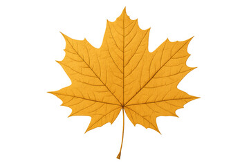 Fototapeta premium Yellow maple leaf showing autumn fall season nature plant on transparent background isolated cutout