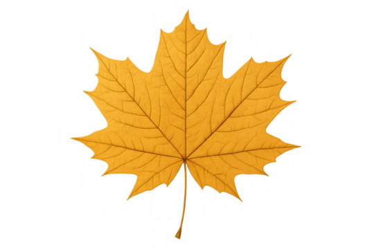 Yellow maple leaf showing autumn fall season nature plant on transparent background isolated cutout