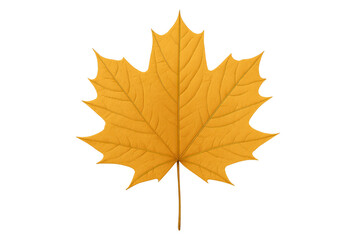 Fototapeta premium Autumn maple leaf showing seasonal color change, a vibrant yellow illustration with transparent backdrop, ideal for fall themes