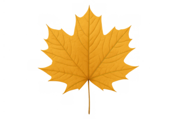 Autumn maple leaf showing seasonal color change, a vibrant yellow illustration with transparent backdrop, ideal for fall themes