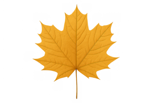 Autumn maple leaf showing seasonal color change, a vibrant yellow illustration with transparent backdrop, ideal for fall themes - Powered by Adobe