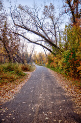 Calgary, Alberta - October 10, 2025: Fall colours along the river pathways and streets of Rideau and Elbow Park neighborhoods in Calgary, Alberta
