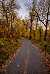 Calgary, Alberta - October 10, 2025: Fall colours along the river pathways and streets of Rideau and Elbow Park neighborhoods in Calgary, Alberta
