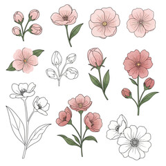 Watercolor floral elements collection with pink flowers.