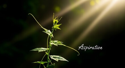 A close-up of a young climbing plant with vibrant green leaves reaching towards the sunlight, symbolizing growth and aspiration in a natural setting