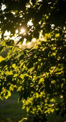 Sunlight filters through lush green leaves on a tree branch during a bright and clear day, creating a peaceful natural scene