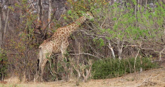 Southern giraffe feeding during a drought in Moremi Game Reserve in Northern Botswana
