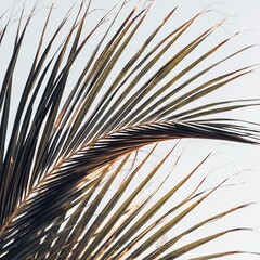 Obraz premium Close-up of a vibrant green palm frond against a bright, soft background, highlighting its intricate texture and natural beauty.