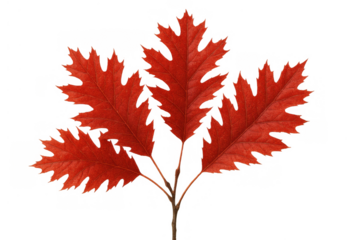Autumnal red foliage from an oak branch displaying a striking seasonal change. Plant element ideal for fall designs