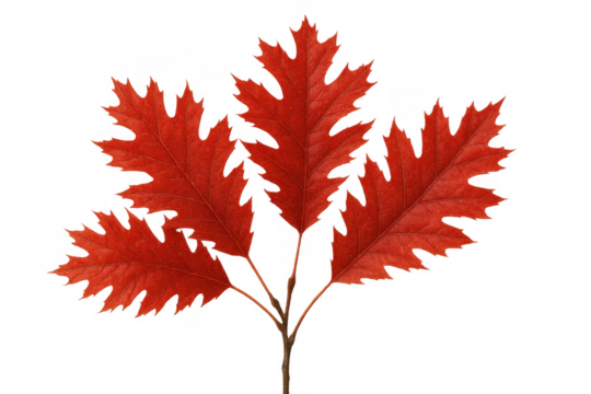 Autumnal red foliage from an oak branch displaying a striking seasonal change. Plant element ideal for fall designs