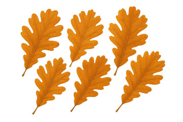 Fototapeta premium Orange oak leaves isolated on a transparent background, symbolizing autumn, nature, change, and harvest season