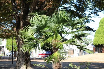 晴れた秋の日の静かな公園　シュロの木