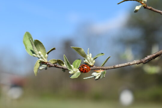 Red ladybug on a budding spring tree branch