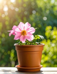 Pink dahlia in terracotta pot outdoors