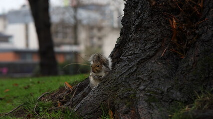 Écureuil joli nature animal sauvage arbre 
